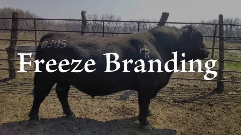 Cattle Branding - YouTube